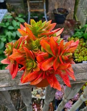 Crassula capitella campfire for sale  CLACTON-ON-SEA