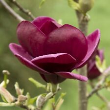 Magnolia tree garden for sale  IPSWICH