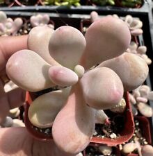 Pink moonstone succulent for sale  Rancho Cucamonga