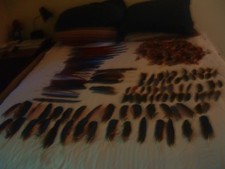 Greenwing macaw feathers for sale  Port Richey