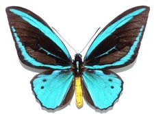 Ornithoptera priamus aureus usato  Spedire a Italy