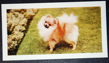 Pomeranian vintage 1960 for sale  DERBY