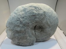 S204 ammonit pachydiscus gebraucht kaufen  Langenselbold