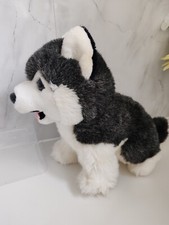 Husky wolf dog for sale  LEICESTER