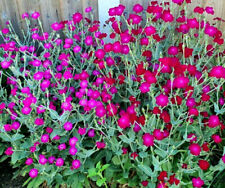 Plug plants lychnis for sale  BANBRIDGE