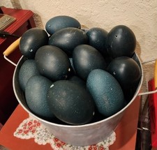 Genuine emu egg for sale  Tulsa