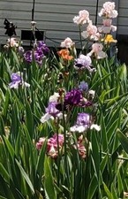 Mixed bearded iris for sale  Tulsa