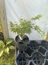 japanese maple 10 for sale japanese maple 10 for sale Hendersonville