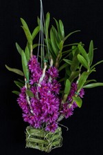 Rare dendrobium hibiki for sale  SHEFFIELD