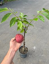 Red cherimoya 1.5 for sale  Oviedo