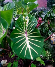 Pharaoh dream colocasia for sale  Mobile