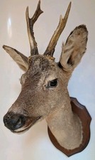 Taxidermy roe deer for sale  HASTINGS