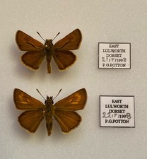 Lulworth skipper butterflies for sale  WESTCLIFF-ON-SEA