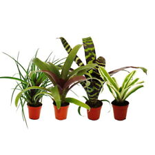 Mini bromelien set gebraucht kaufen  Zweibrücken