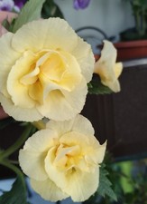 Xachimenantha goldenbells rhiz gebraucht kaufen Xachimenantha goldenbells rhiz gebraucht kaufen  München