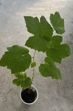 Sweet grape cutting for sale  Hacienda Heights