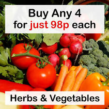 98p vegetable herb for sale  SELBY