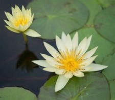 Sacred lotus nelumbo for sale  Peoria