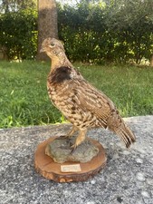 Pernice ruffed canadese usato  Genova
