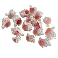 Large natural conch for sale  San Jose