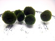 Moosball cladophora aegagropil gebraucht kaufen  Mainhardt