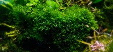 Fissidens phoenix usato  Baschi