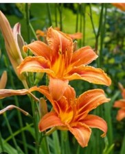 Daylilly big roots for sale  Jonesboro