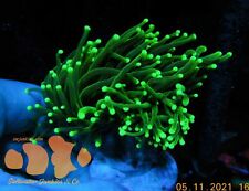 Neon green torch for sale  El Mirage