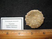 Cretaceous echinoid sea for sale  WAKEFIELD