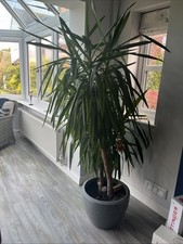 Large indoor yucca. for sale  DERBY