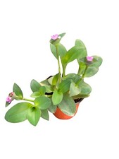 plant house pot indoor for sale plant house pot indoor for sale Salinas