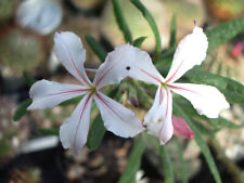 Korn pachypodium succulentum gebraucht kaufen  Pfungstadt