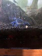 Electric blue crayfish for sale  Platte City