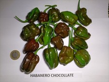 Peperoncino habanero chocolatt usato  Faenza