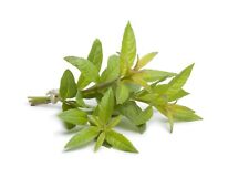 Herb plants lemon for sale  BANBURY