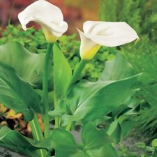 Zantedeschia aethiopica rhs for sale  MARCH
