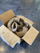 Rams horns for sale  CARMARTHEN