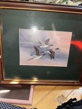 Pintails flight royann for sale  Fraziers Bottom