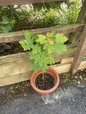 Sycamore sapling 40cm for sale  DUMFRIES