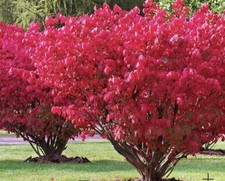 bushes 2 burning for sale bushes 2 burning for sale Breinigsville