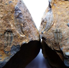 British ordovician trilobite d'occasion  Expédié en Belgium