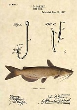 Channel catfish official for sale  West Haven