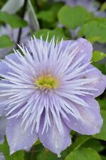 Clematis crystal fountain for sale  BIDEFORD