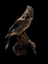 Eichelhäher singvogel familie gebraucht kaufen  Alzey