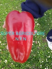 Semi peperone rosso usato  Udine