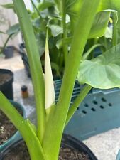 Zantedeschia arum lily for sale  LIVERPOOL