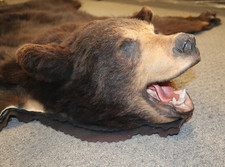 Black bear skin for sale  Lakeside