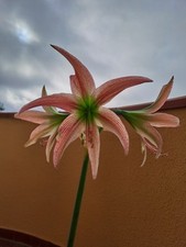 Hippeastrum eln2 10 usato  Bagnoregio