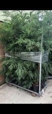 Leylandi conifer tree for sale  LONDON