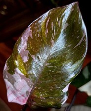 Rare philodendron red for sale  Glenmoore
